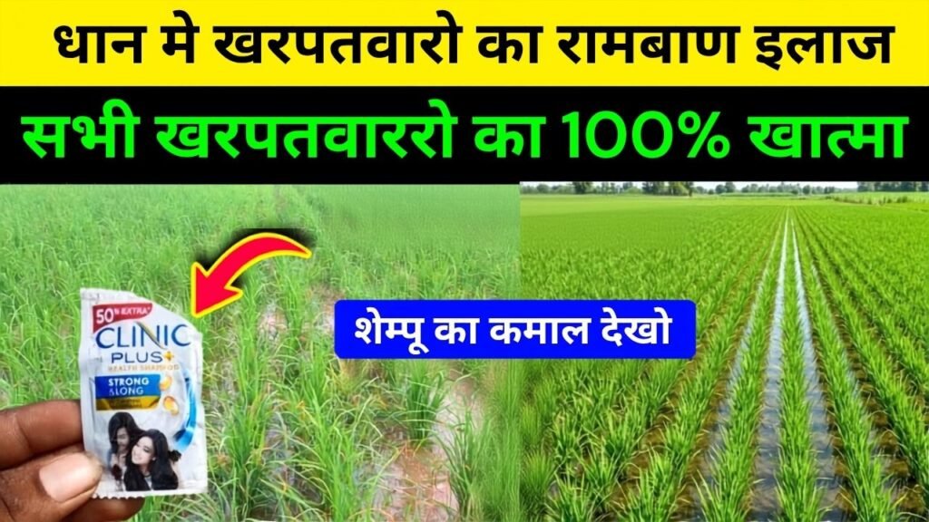 Herbicide to kill all weeds in paddy crops