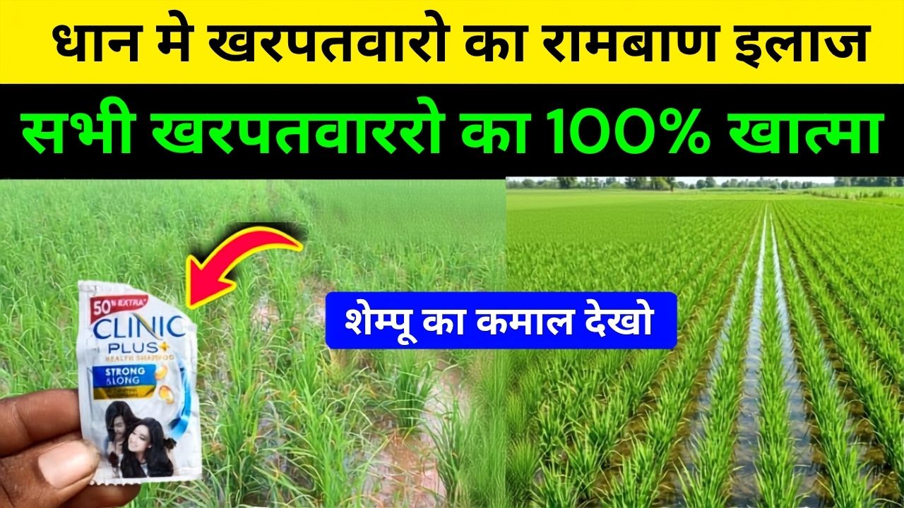 Herbicide to kill all weeds in paddy crops