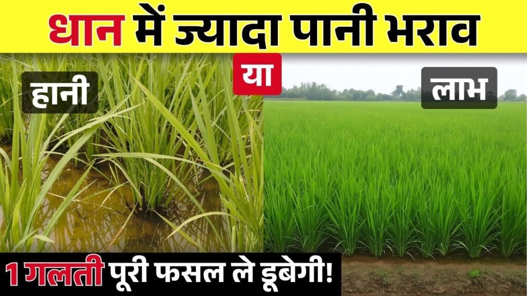 Overwatered the paddy? The crop is ruined.