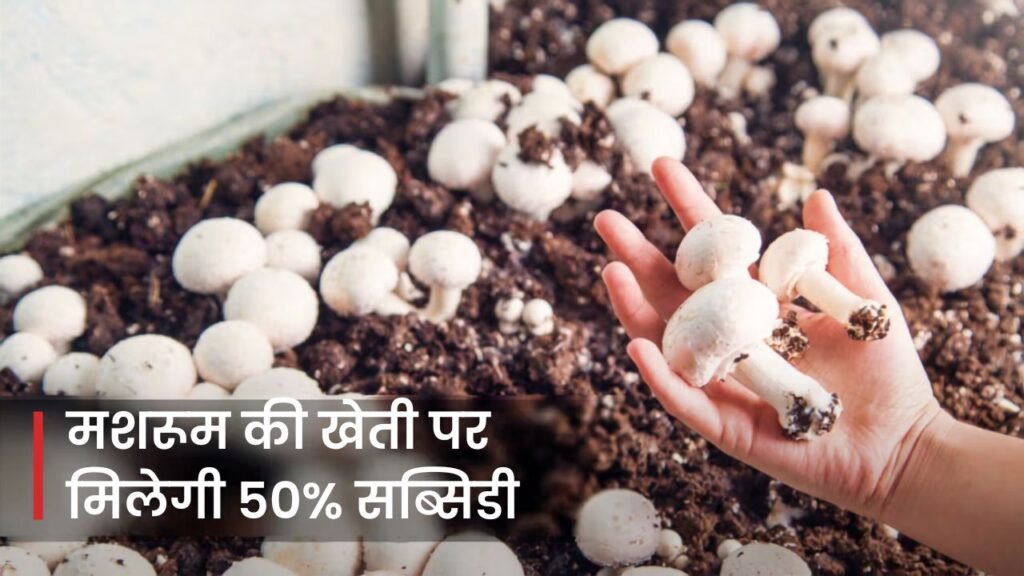 Mushroom Farming