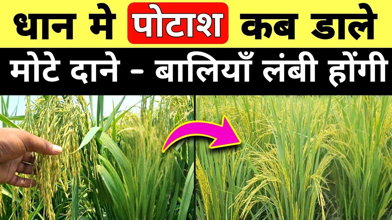 Paddy Farming Tips 2026
