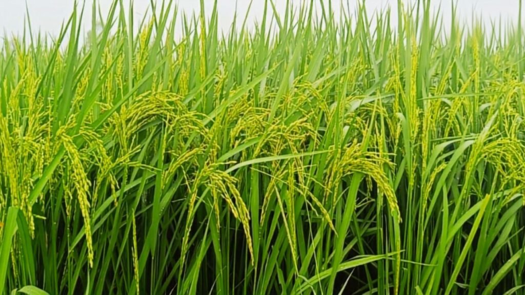 Paddy Farming Tips