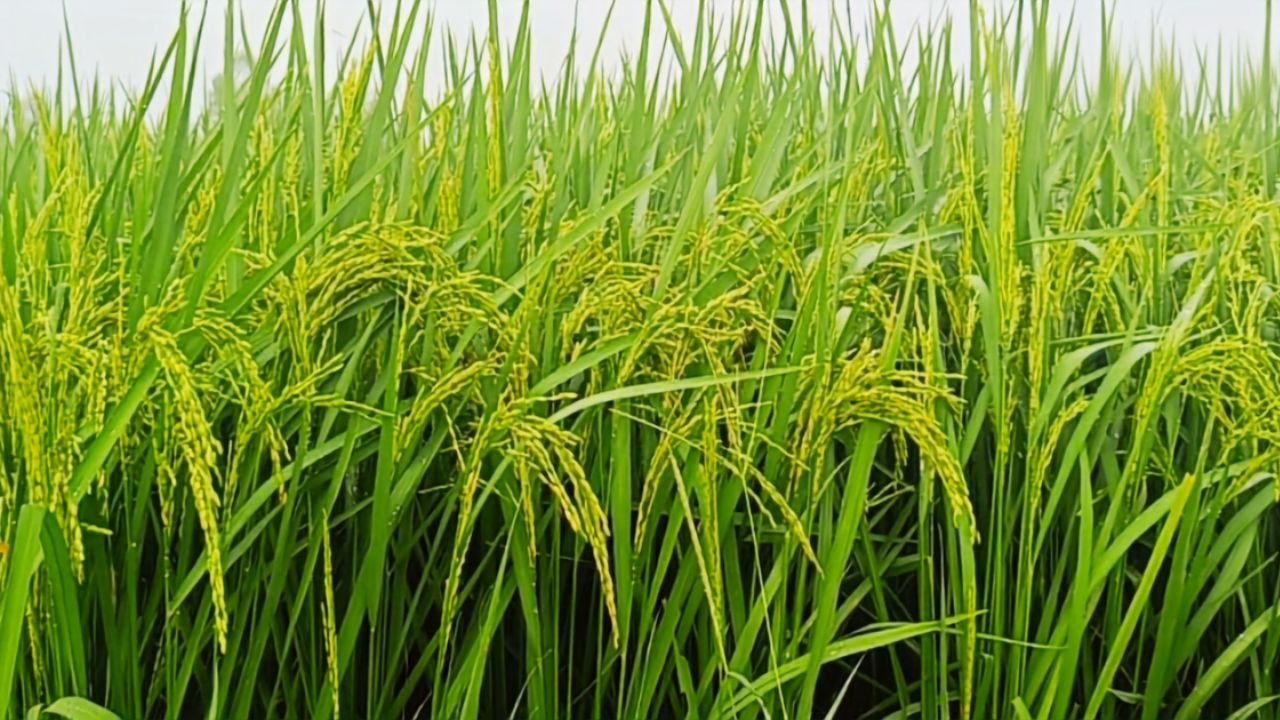 Paddy Farming Tips