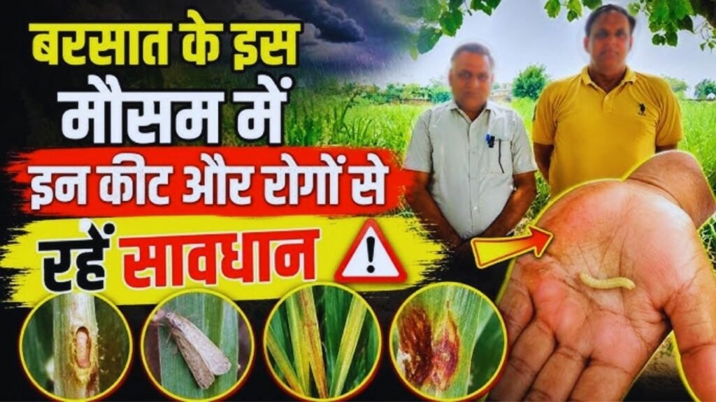 पिछेती गन्ने में इस समय इन रोगों से सावधान रहने की है आवश्यकता