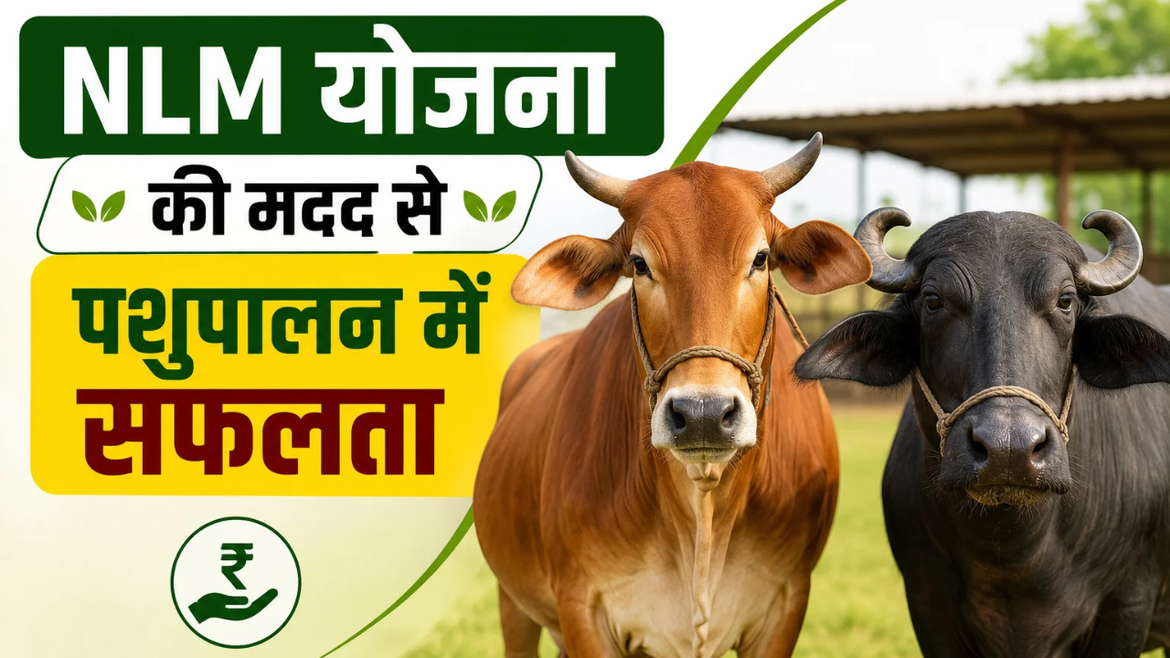एनएलएम योजना से पशुपालन व्यवसाय कैसे शुरू करें