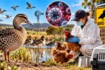 H5 bird flu has been detected in Australian wildlife