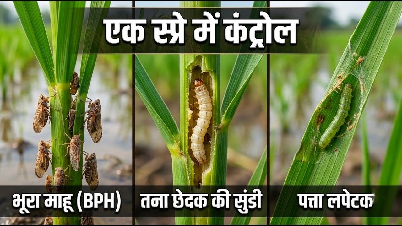100% eradication of brown planthopper and stem borer in paddy!