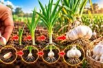 From One Tiny Clove to a Full Garlic Bulb