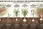 From One Tiny Clove to a Full Garlic Bulb