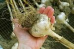 What Happens Underground Before These Garlic