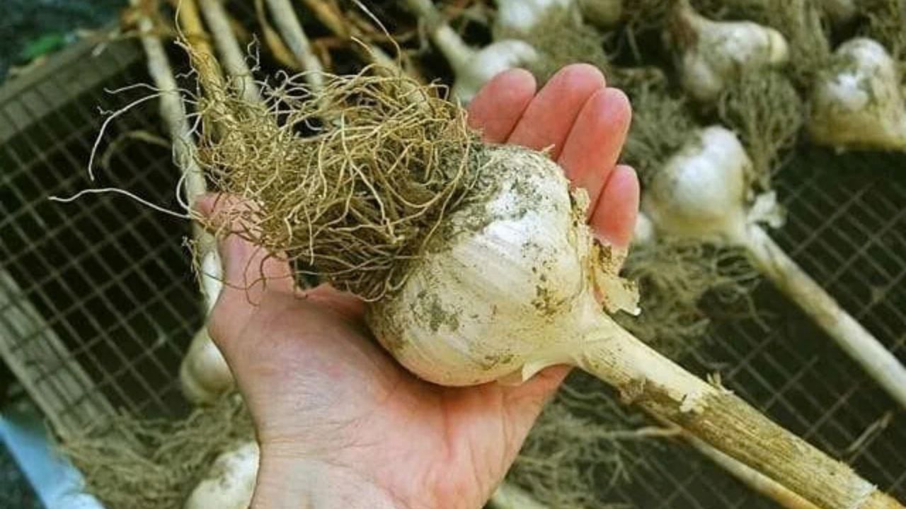 What Happens Underground Before These Garlic